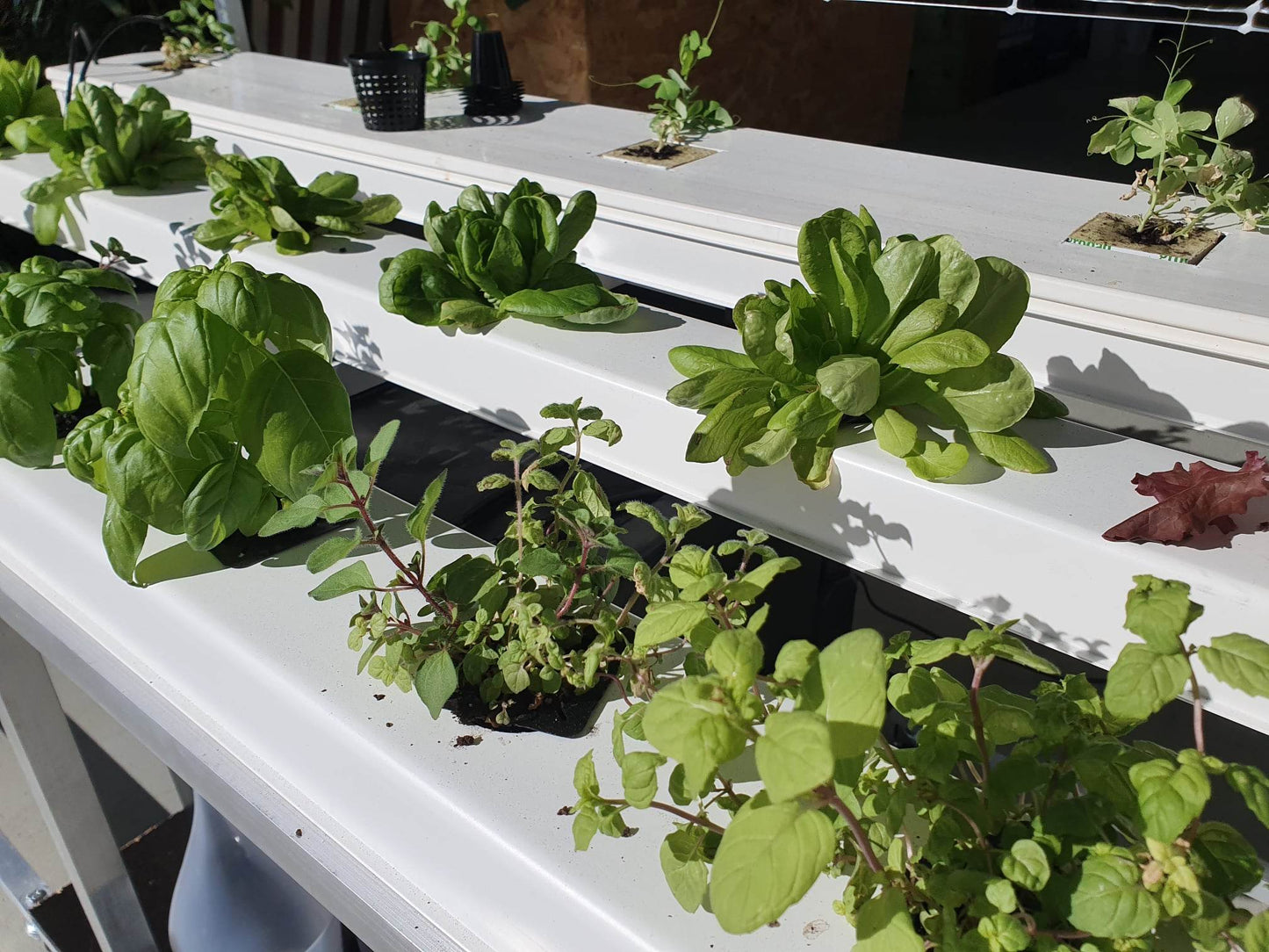 CUSTOM HYDROPONIC BUILD ENQUIRY