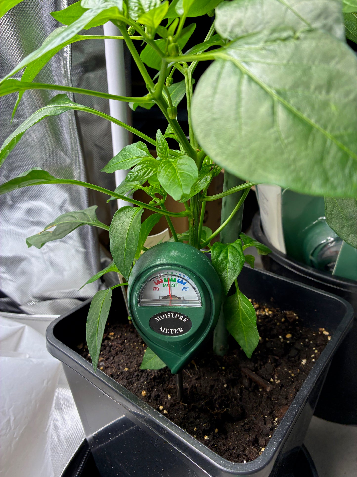 Moisture Meter (No Batterys Required)