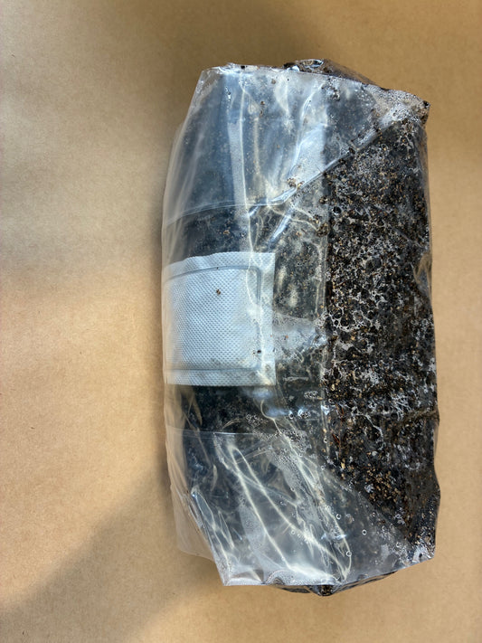 Fleur de Fungi – CVG Mushroom Substrate Grow Bag (2kg)