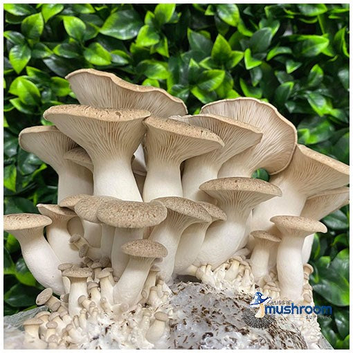 King Oyster - Edible Aussie Mushroom Grow Kit Gourmet