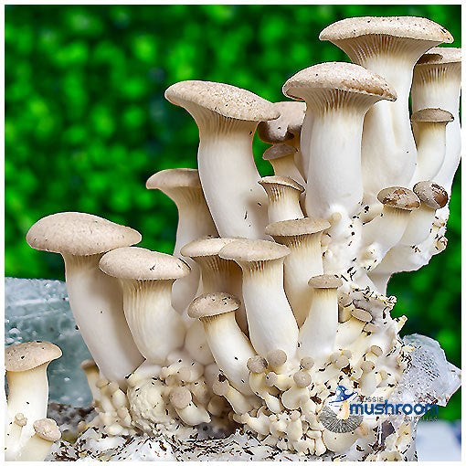 King Oyster - Edible Aussie Mushroom Grow Kit Gourmet