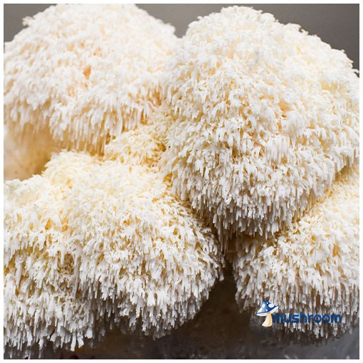 Lions Mane - Edible Aussie Mushroom Grow Kit Gourmet