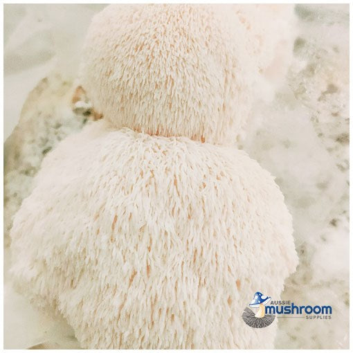Lions Mane - Edible Aussie Mushroom Grow Kit Gourmet