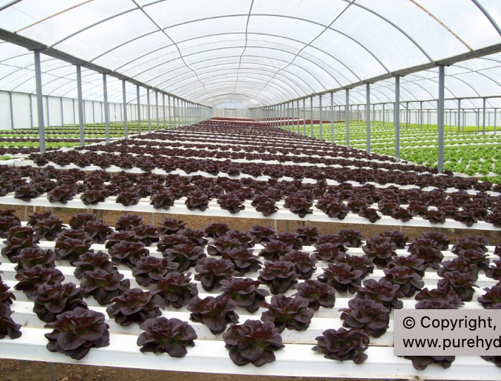 Hydroponic Channel + Lid - 225X80mm