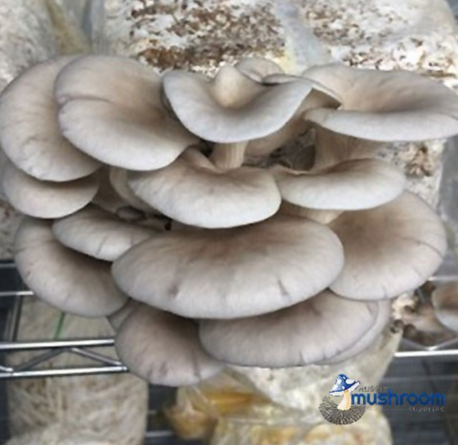 Grey Oyster - Edible Aussie Mushroom Grow Kit Gourmet