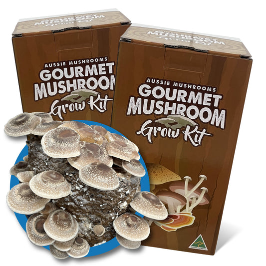 Shiitake - Edible Aussie Mushroom Grow Kit Gourmet