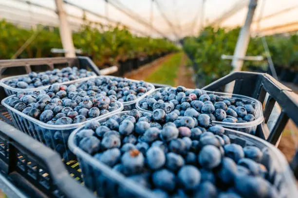 BBG Berries Hydroponic Nutrient