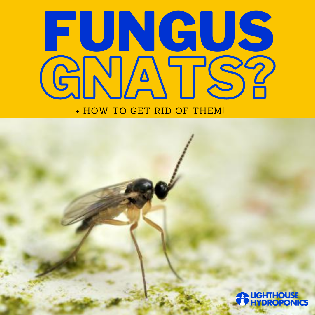 Got Gnats? Get 'em outta here!