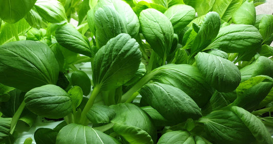 Hydroponics tips: Your Indoor Garden Essential Components for Success