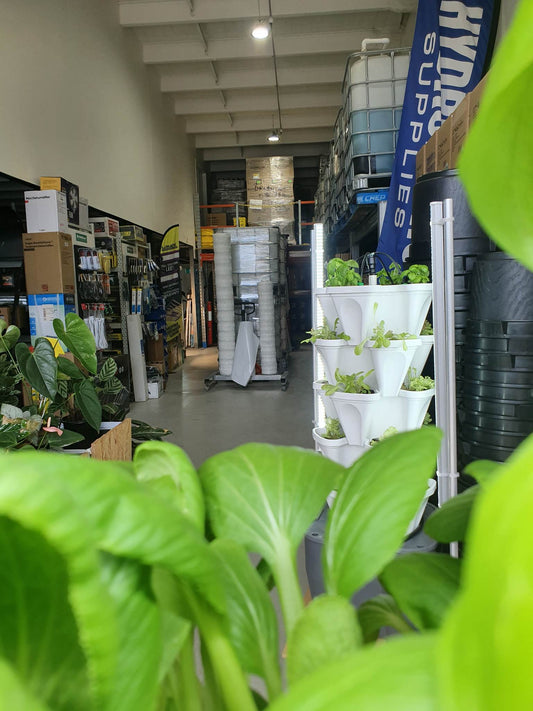 How to save money with Hydroponics