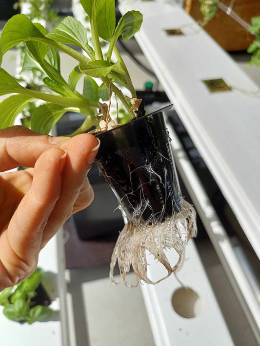 Roots and root hairs