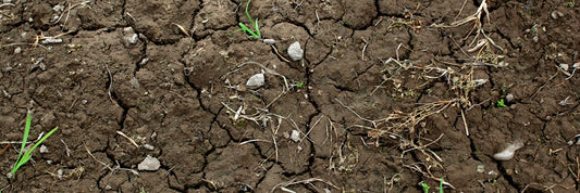 Plant associated micro organisms