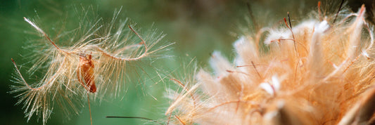 Plant growth regulators - Part 1