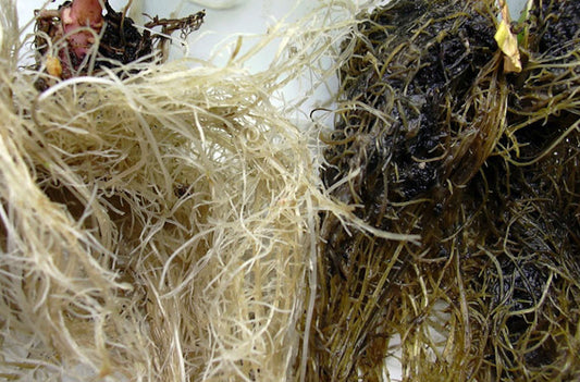 Water types, quality and treatments - By CANNA