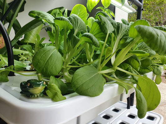 PRO LEAF SMART VERTICAL HYDROPONIC GROW SYSTEM 1600x900 | BUILT-IN IRRIGATION TIMER | NO LED