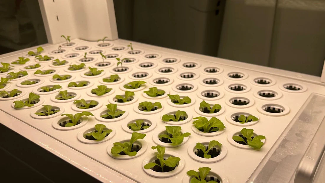 LaNiTex  Hydroponic system: Indoor Hydroponic Vegetable Garden V5.2-A