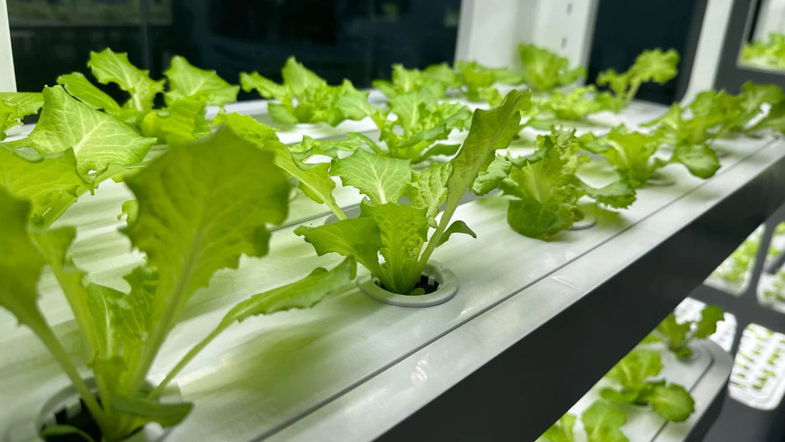 LaNiTex  Hydroponic system: Indoor Hydroponic Vegetable Garden V5.2-A