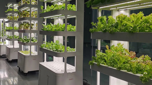 LaNiTex  Hydroponic system: Indoor Hydroponic Vegetable Garden V5.2-A