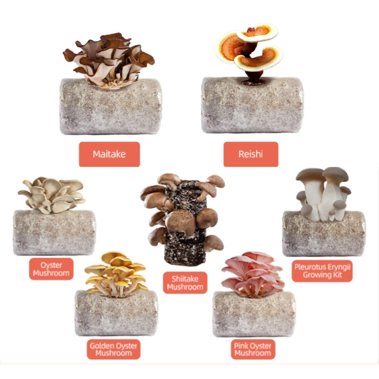 LaNiTex Smart Mushroom Growing Box