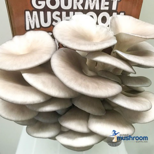 Grey Oyster - Edible Aussie Mushroom Grow Kit Gourmet