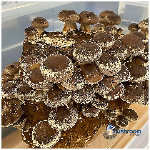 Shiitake - Edible Aussie Mushroom Grow Kit Gourmet