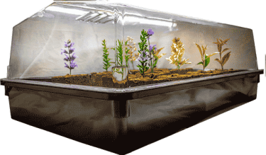 PROPAGATION 64 LID only - PERSPEX